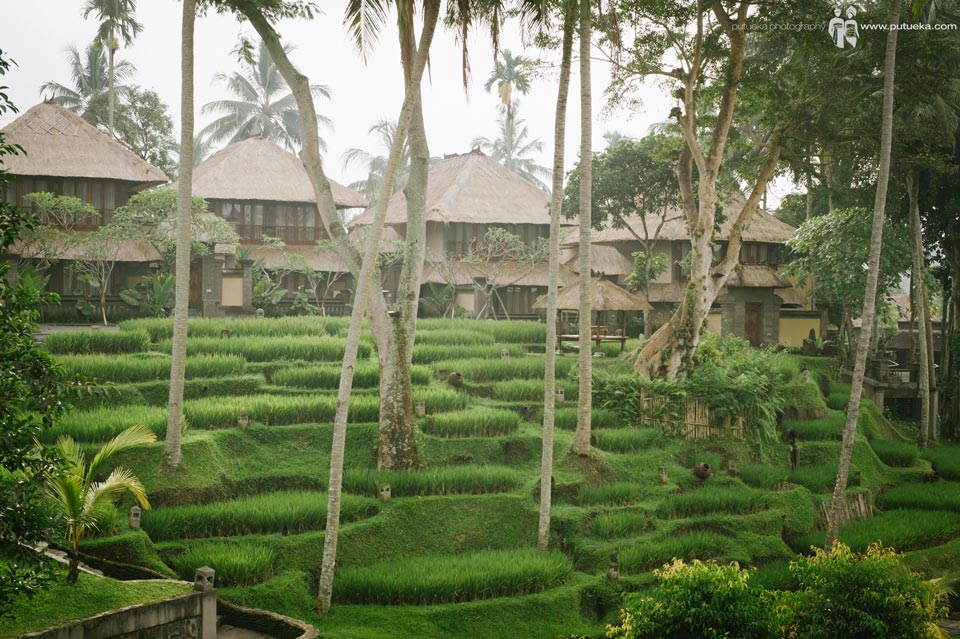 Rice terrace inside Kamandalu Resort Ubud Bali