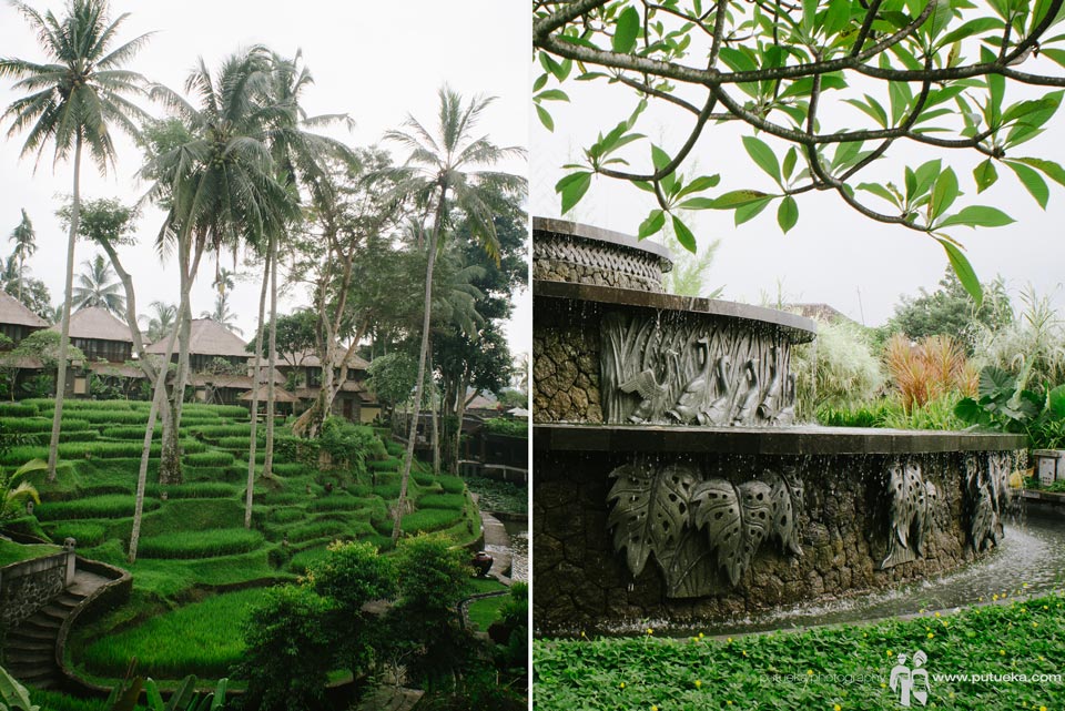 Water fountain blending seamlessly with green lush rice terrace of Kamandalu Ubud