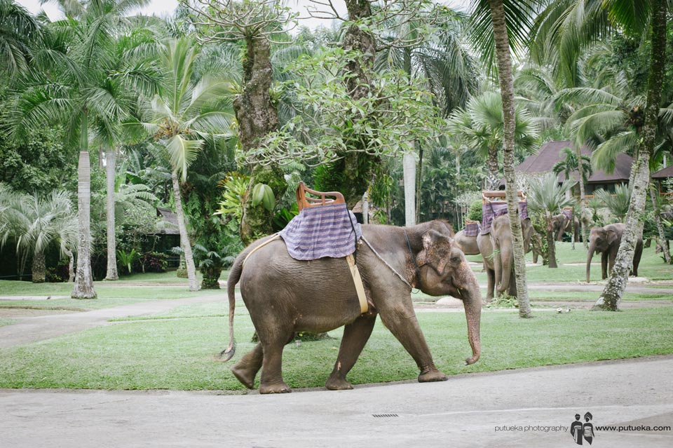 Elephants inside elephant safari area
