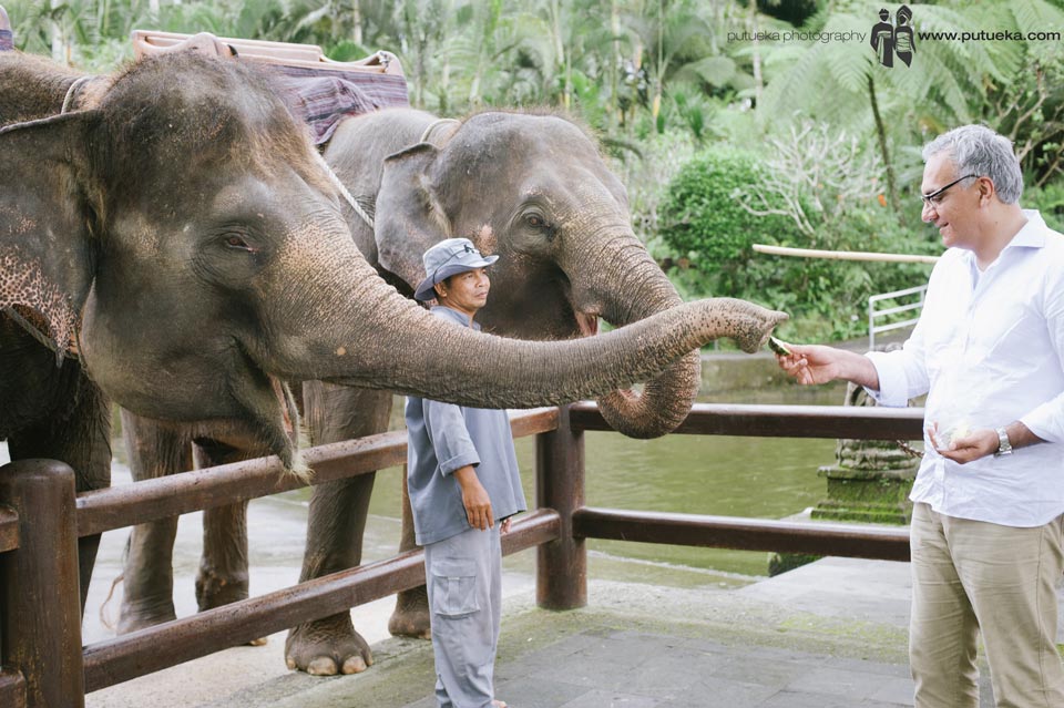 Father feeding the elephant, survey by animal tamer