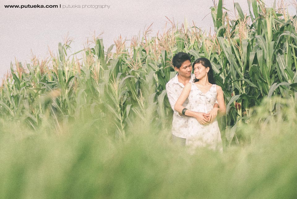 Pre wedding session inside lush green cornfield of Bali