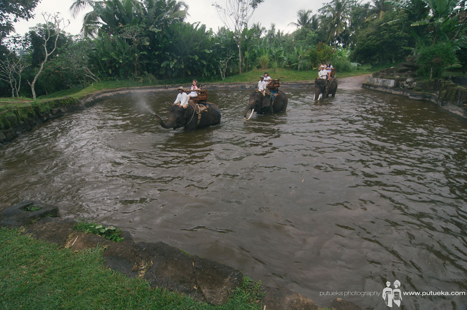 Elephant safari through the pond in Bali